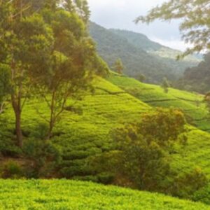 Untitled design (12)