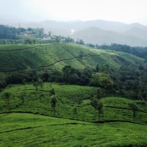 akumarphotos-tea-plantation-3978403_640