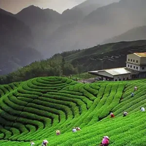 chaubatia-garden-ranikhet