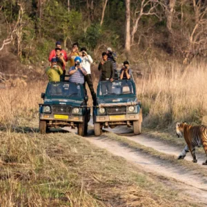jungle-safari-in-jim-corbett-national-park-1200×900
