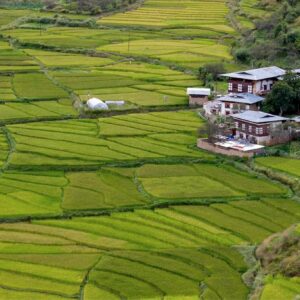 skylech75-fields-6964338_1920