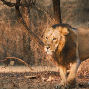 Wildlife and Beaches of Saurashtra