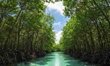 Best Of Andaman With Baratang