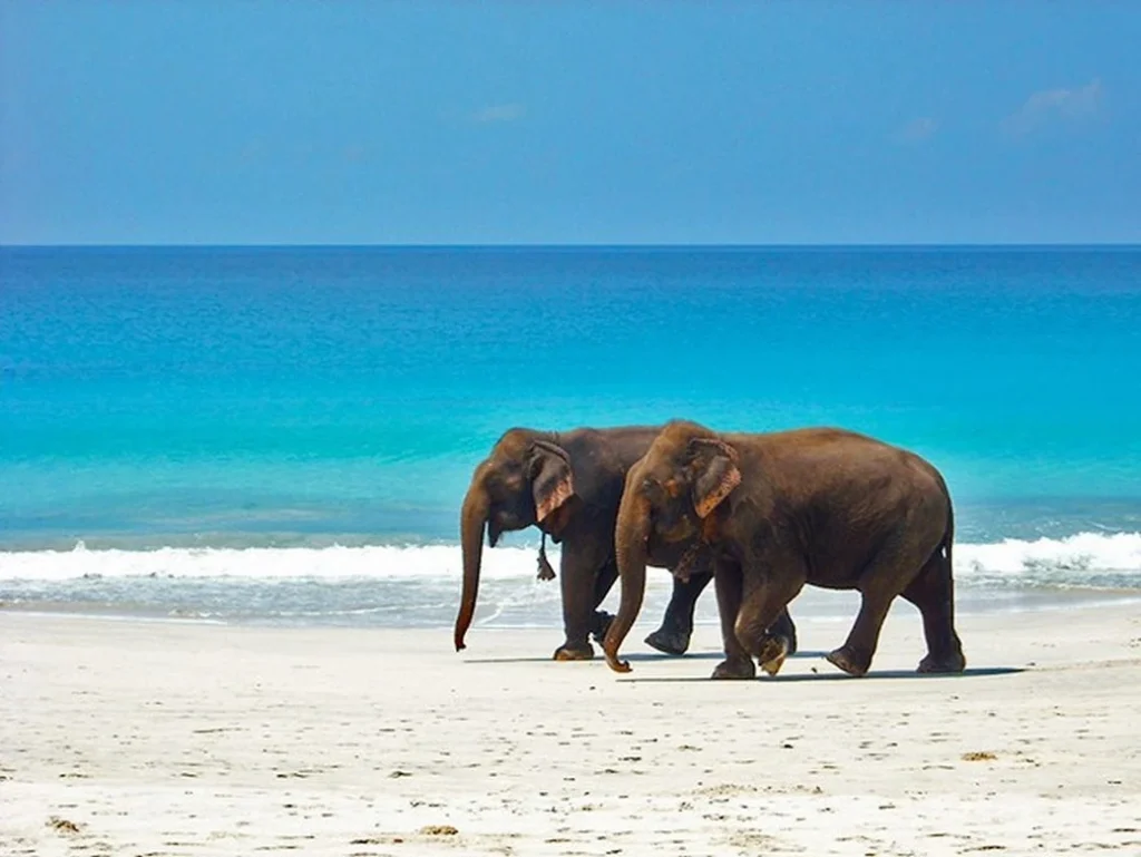 Tropical Andaman