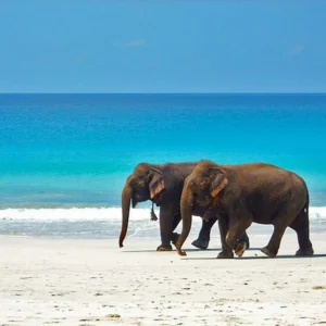 Tropical Andaman