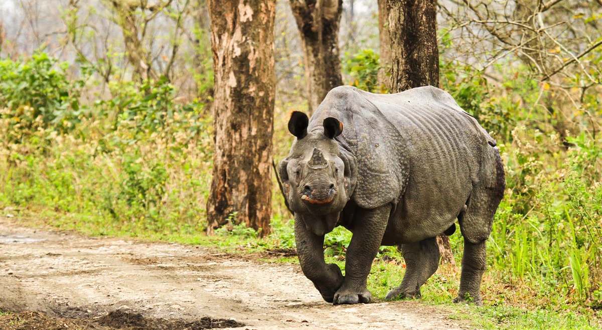 Scenic Shillong & Kaziranga- Laitlum Canyon Special - I Fly – Assam