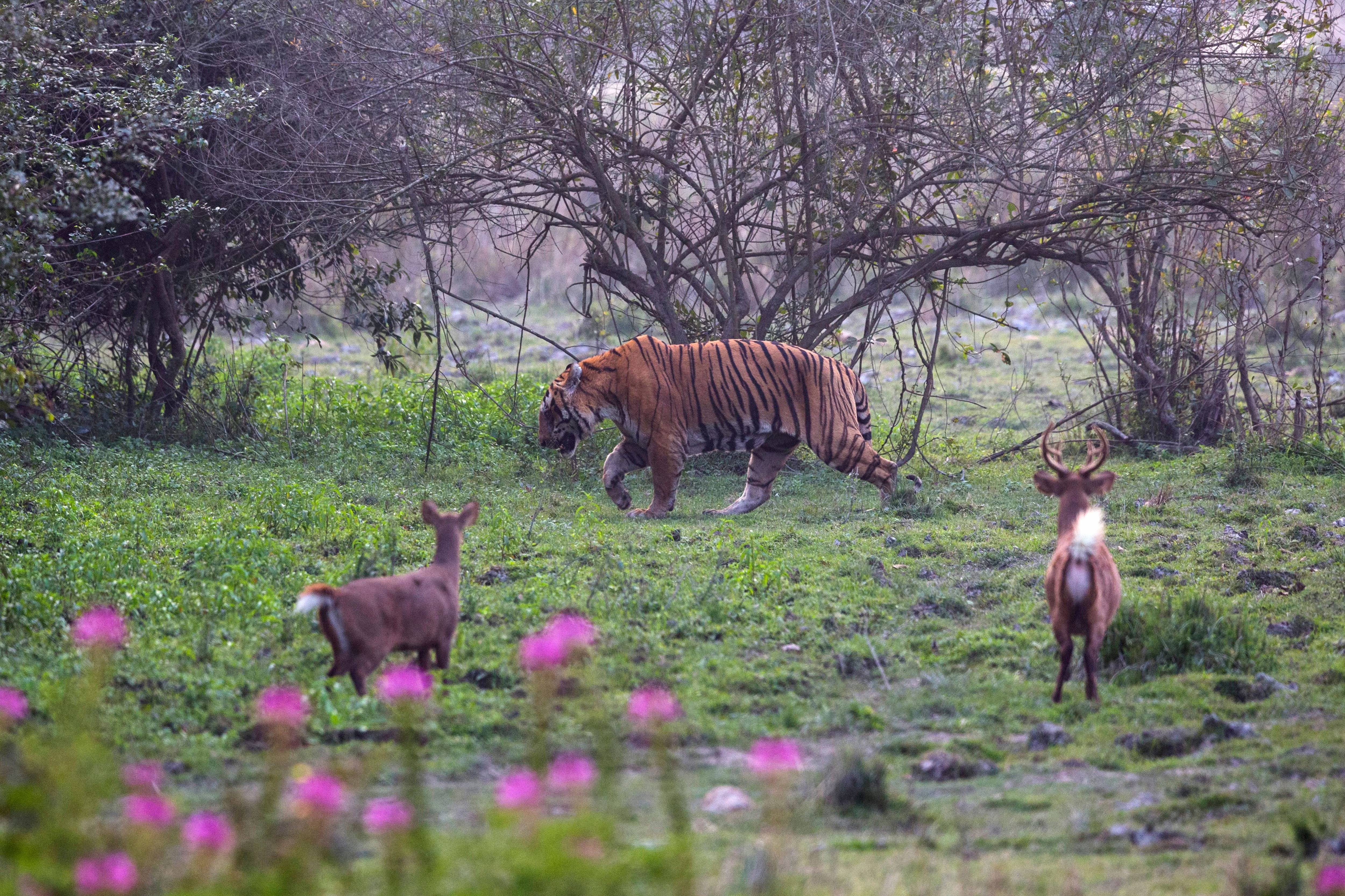 Guwahati and Kaziranga-Wildlife Special - I Fly – Assam