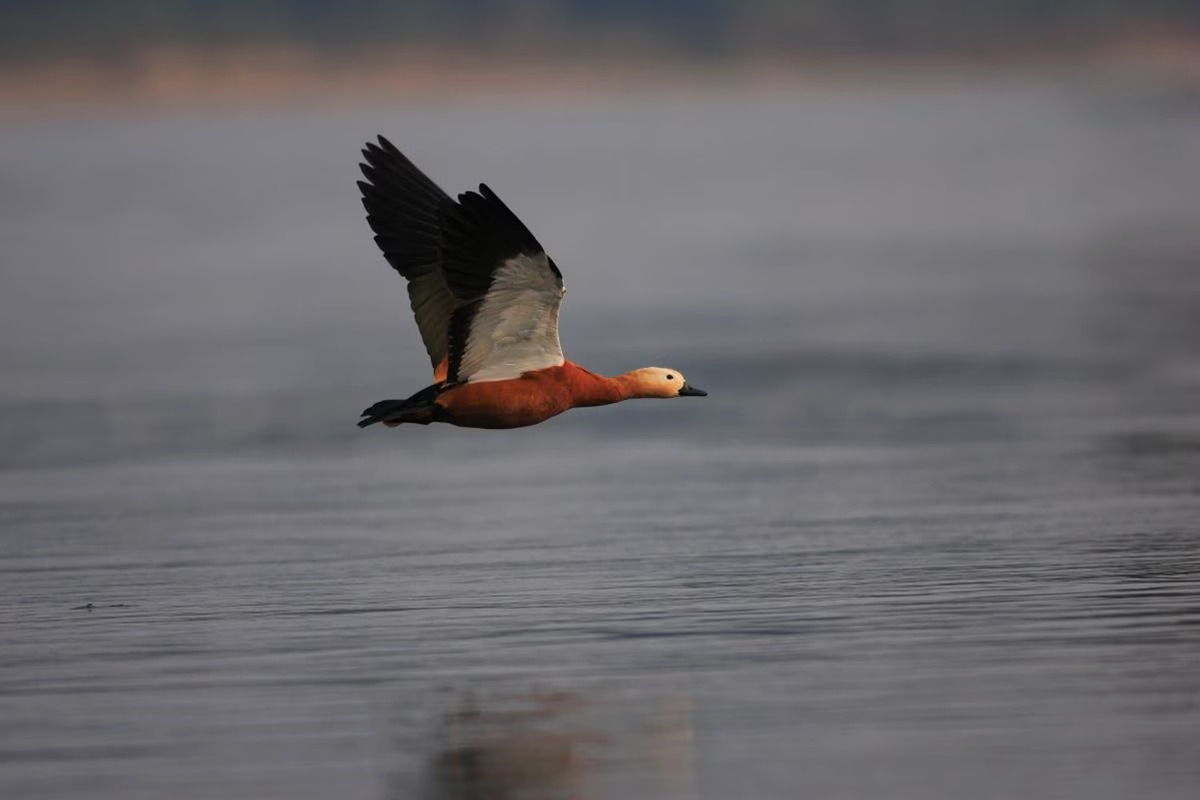 A splendid week in North East with Nameri - I Fly – Assam