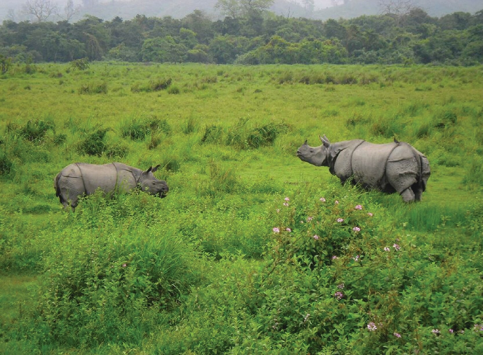 Kaziranga Getway - Exploring the Wilderness - I Fly – Assam