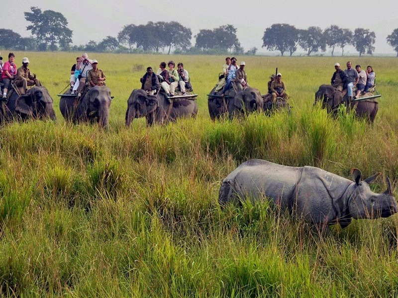 Rhinos & Rainforest - Assam & Meghalaya - I Fly – Assam