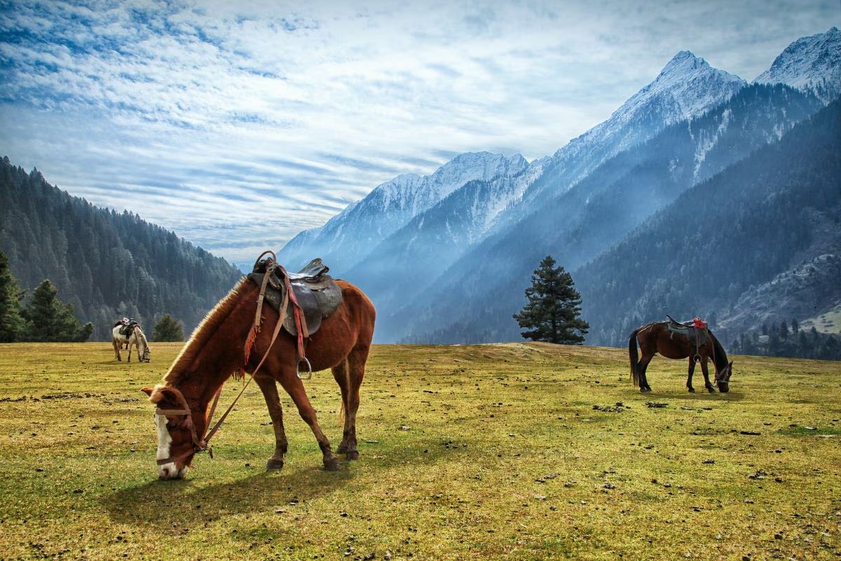 Scenic Kashmir - Super Premium Vacay - I Fly – Kashmir